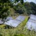 P.V. solar panels at a solar farm in Nottinghamshire.