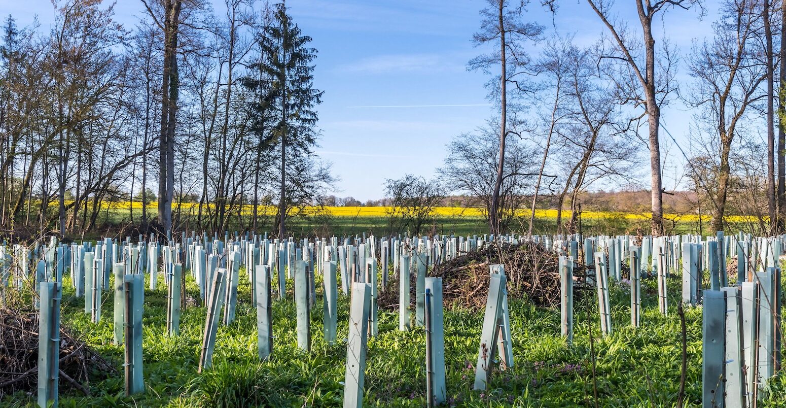 Reforestation project.