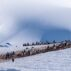 Colony of Gentoo penguins, Antarctica.