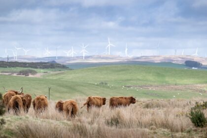 Highland cattle herd with windfarm in the background, Scotland.