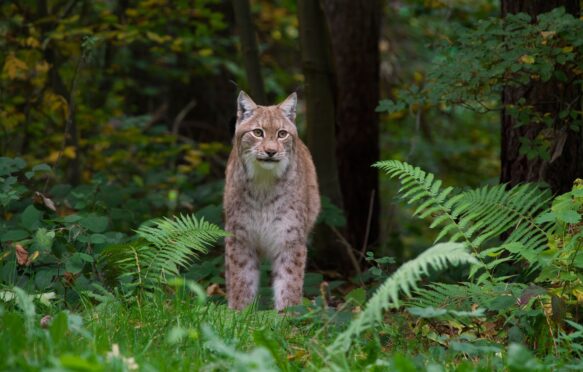 Eurasian lynx in forest.