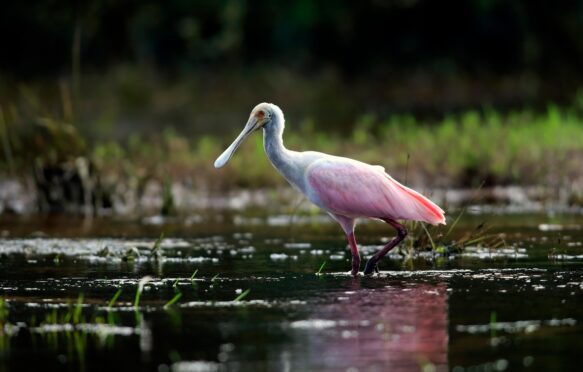 An adult Roseate Spoonbill in Pantanal, Mato Grosso, Brazil.