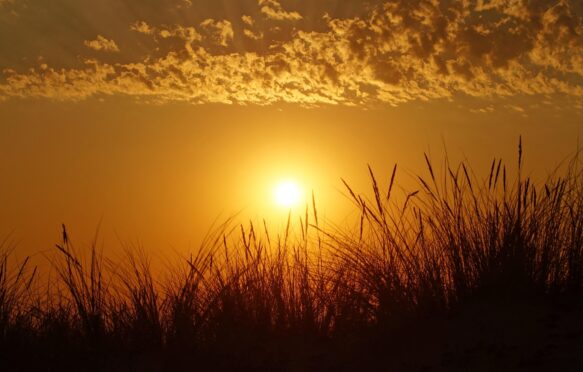 Sun setting over long grass.