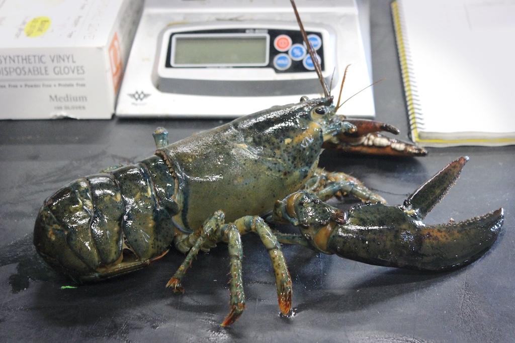 A disease-free, alive lobster at the University of Rhode Island. 